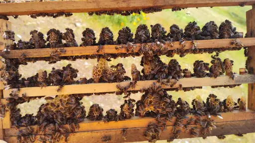 Clima adverso golpea a la apicultura del Biobío: pérdidas llegan al 40%