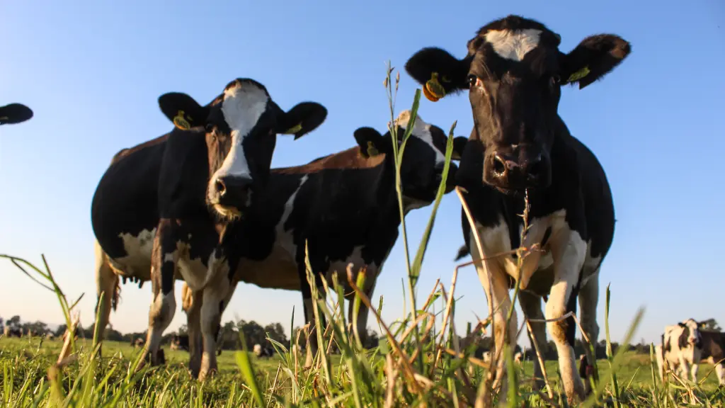 Con más de 2.500 predios activos a lo largo de Chile, la producción de leche es un motor fundamental de desarrollo, empleo y progreso regional.