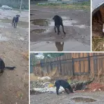 Denuncian abandono de perros en sector industrial de Los Ángeles en medio del sistema frontal, Diario La Tribuna