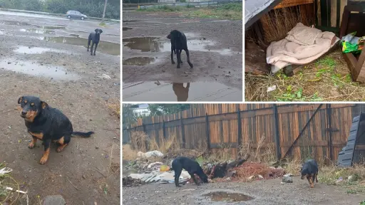 Denuncian abandono de perros en sector industrial de Los Ángeles en medio del sistema frontal