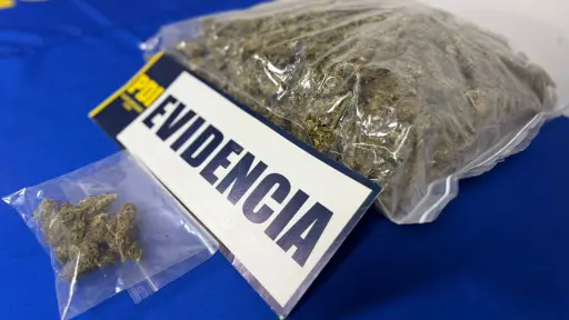 Incautan 941 dosis de cannabis tras accidente de tránsito en San Pedro de la Paz