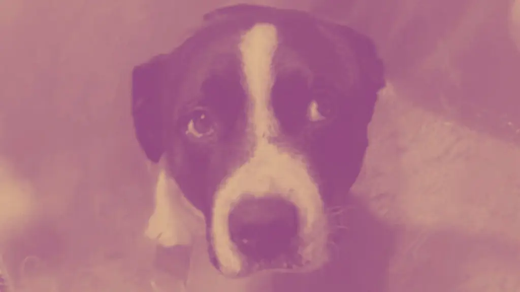 Lesiones de extrema gravedad: Ordenan investigación por caso de perrito agredido con motosierra en Los Ángeles, Diario La Tribuna