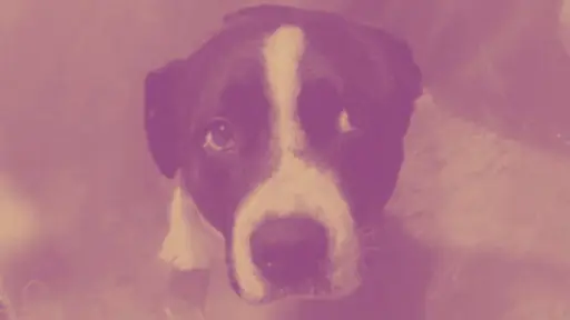 Lesiones de extrema gravedad: Ordenan investigación por caso de perrito agredido con motosierra en Los Ángeles