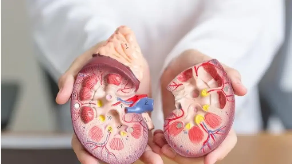 Día mundial del Riñón, Freepik