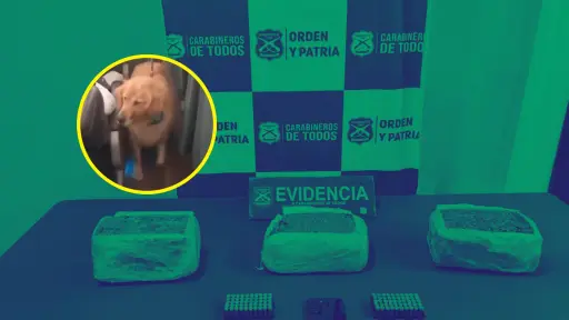 Con can antidroga: el procedimiento del OS-7 que permitió detectar droga y munición en Cabrero