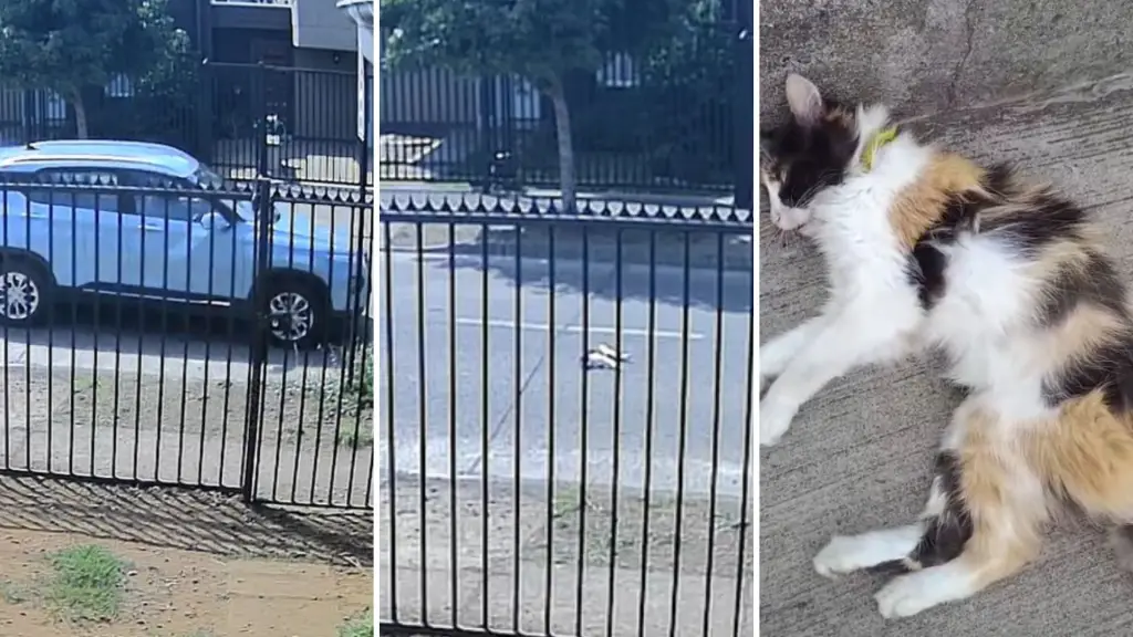 Con una fractura en su columna quedó gatita que fue arrojada desde un auto en movimiento en Los Ángeles, Diario La Tribuna