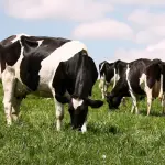 La disminución de la masa ganadera nacional ha sido desplazada por una dependencia del 70% de carne importada del Mercosur, donde no siempre se aplican las mismas exigencias de control y trazabilidad que a los productores locales.