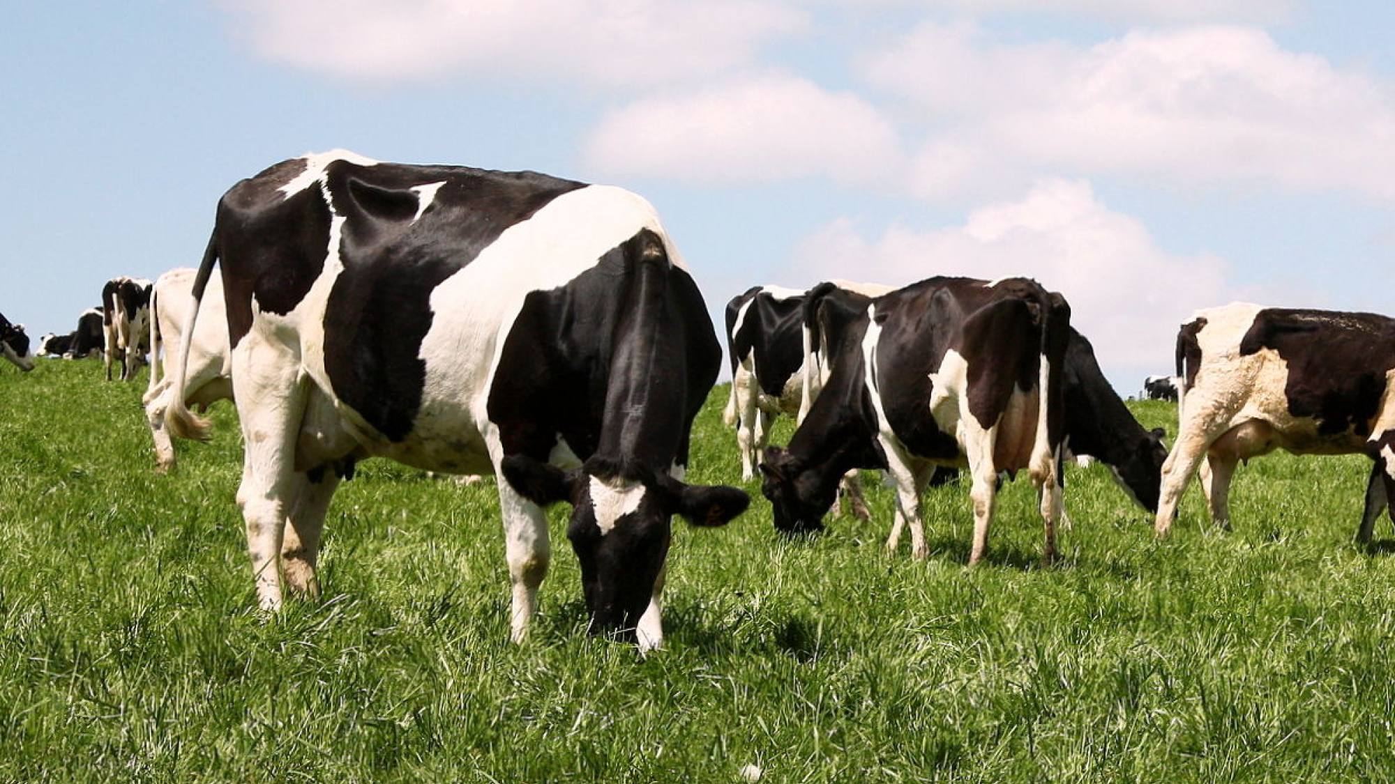 Crisis ganadera: gremio alerta sobre riesgos para la seguridad alimentaria y exige reciprocidad en importaciones