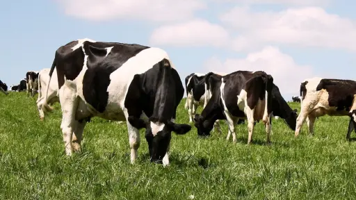 Crisis ganadera: gremio alerta sobre riesgos para la seguridad alimentaria y exige reciprocidad en importaciones