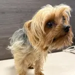 \'Facundo\' fue hallado y recuperado por detectives de la PDI, PDI Araucanía