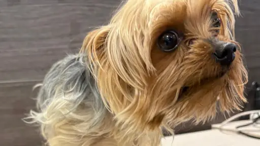 Tras meses de búsqueda: PDI encuentra a Facundo, mascota extraviada en Temuco