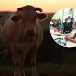 Los productores ganaderos de Quilaco siguen enfrentando el robo de sus animales y aseguran que nadie les ha brindado ayuda, Edición Diario La Tribuna
