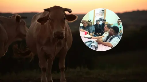 Robo de animales en Quilaco: ganaderos denuncian faenamiento ilegal y falta de seguridad