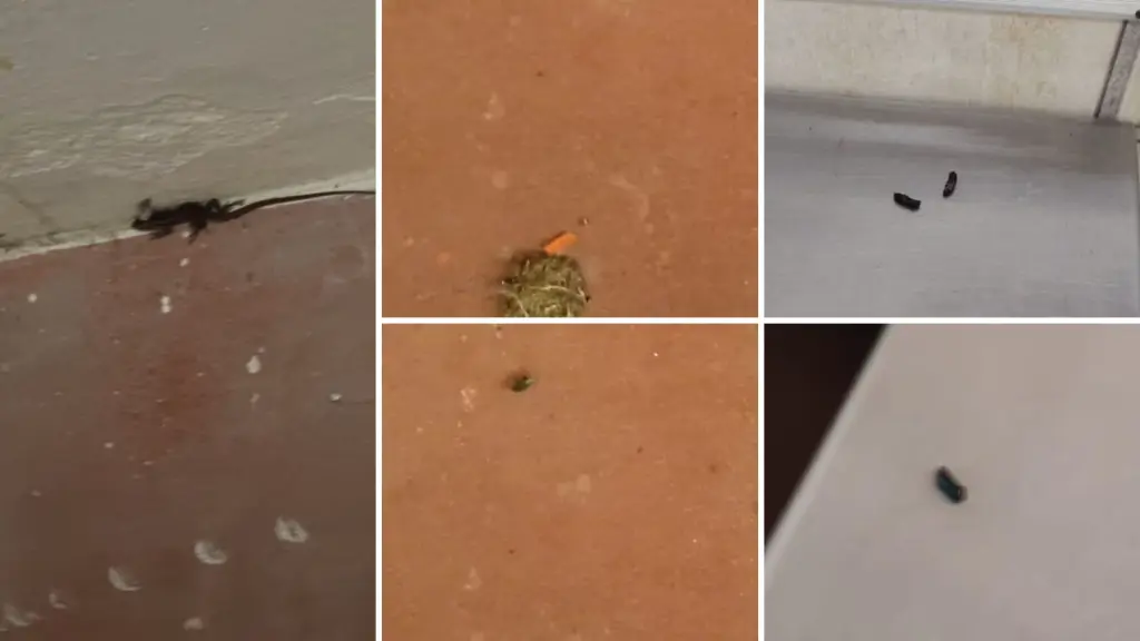 Fecas de ratón en escuela de Los Ángeles: inician sumario sanitario y suspenden clases, Diario La Tribuna