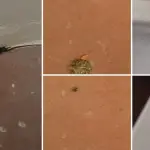 Fecas de ratón en escuela de Los Ángeles: inician sumario sanitario y suspenden clases, Diario La Tribuna