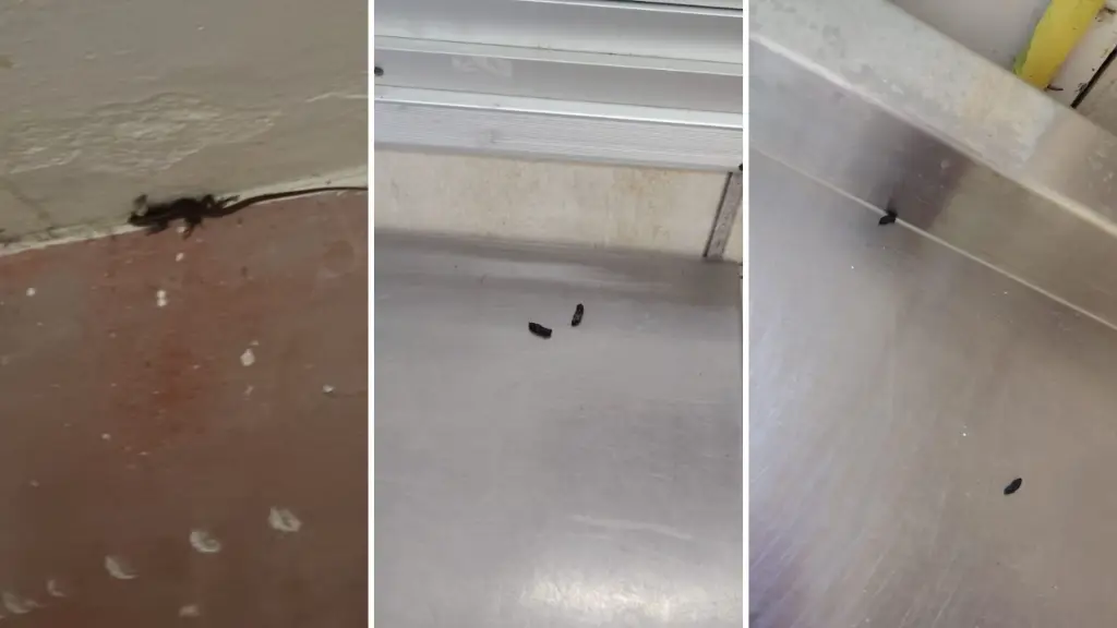 Fecas de ratón en cocina y comedor obligan a suspender inicio de clases en escuela rural de Los Ángeles, Diario La Tribuna