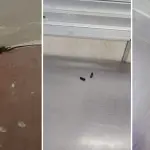 Fecas de ratón en cocina y comedor obligan a suspender inicio de clases en escuela rural de Los Ángeles, Diario La Tribuna