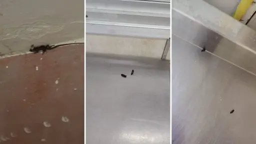 Fecas de ratón en cocina y comedor obligan a suspender inicio de clases en escuela rural de Los Ángeles