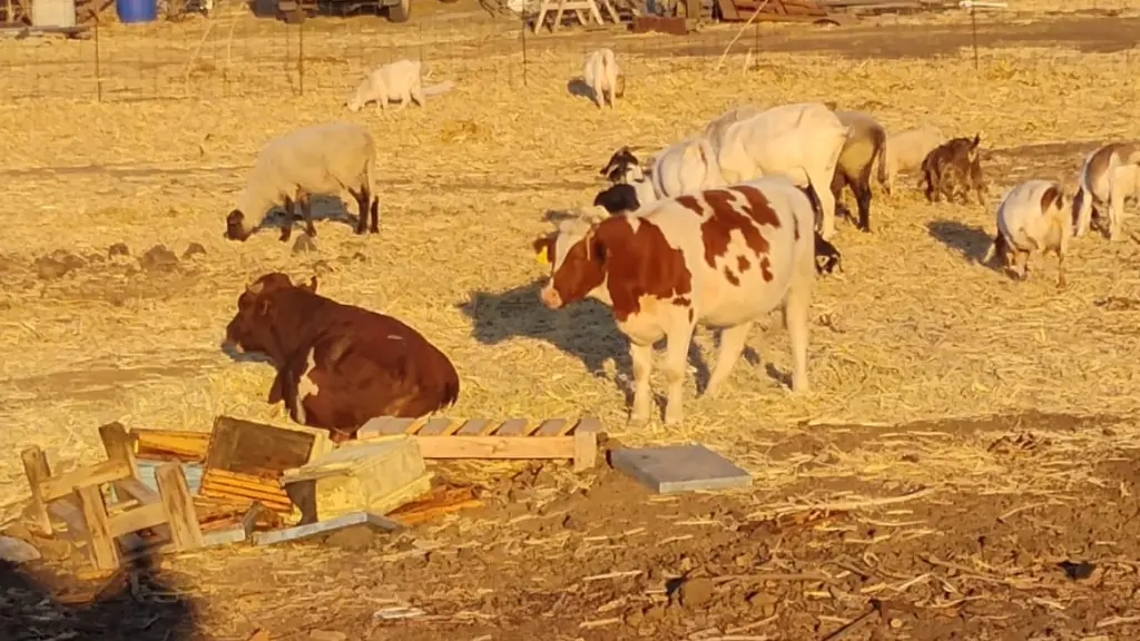 Notifican retiro de ganado tras reiteradas quejas por foco sanitario en sector urbano de Los Ángeles, La Tribuna