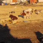 Notifican retiro de ganado tras reiteradas quejas por foco sanitario en sector urbano de Los Ángeles, La Tribuna