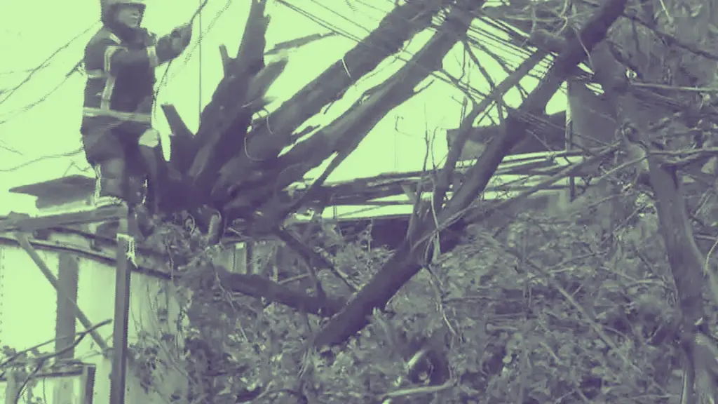 AHORA: Árbol cae sobre camión tras choque en pleno centro de Los Ángeles, Diario La Tribuna