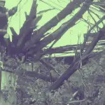 AHORA: Árbol cae sobre camión tras choque en pleno centro de Los Ángeles, Diario La Tribuna