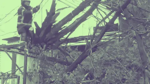 Árbol cae sobre camión tras choque en pleno centro de Los Ángeles