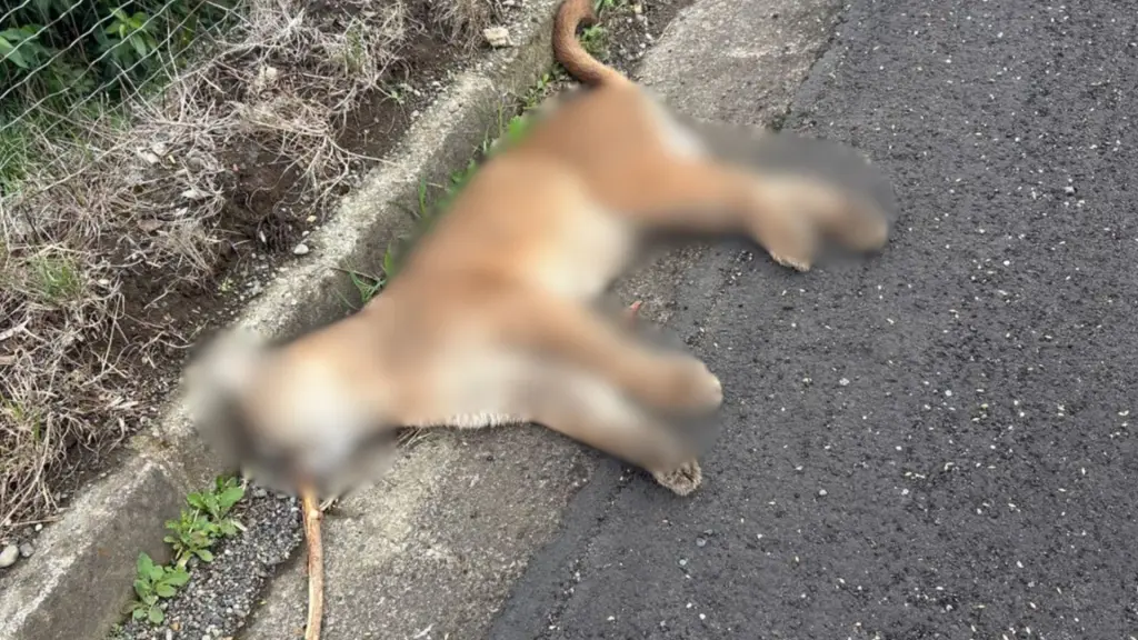 Puma murió atropellado en la Ruta 5 Sur de Río Bueno, Diario La Tribuna
