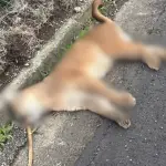 Puma murió atropellado en la Ruta 5 Sur de Río Bueno, Diario La Tribuna