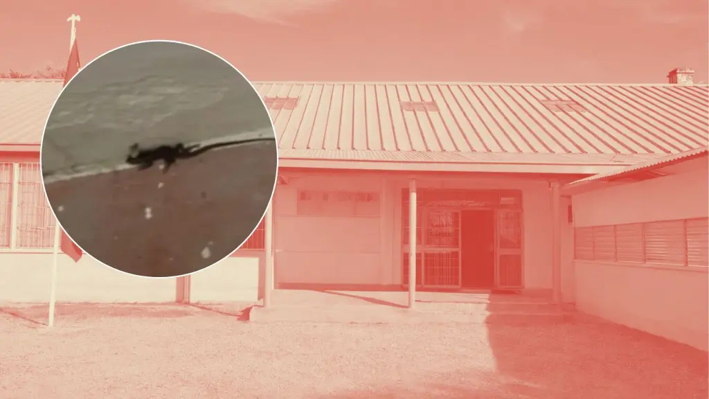 Escuela Rural de Los Ángeles continúa sin clases tras hallazgo de fecas de ratón en cocina y comedor, Diario La Tribuna