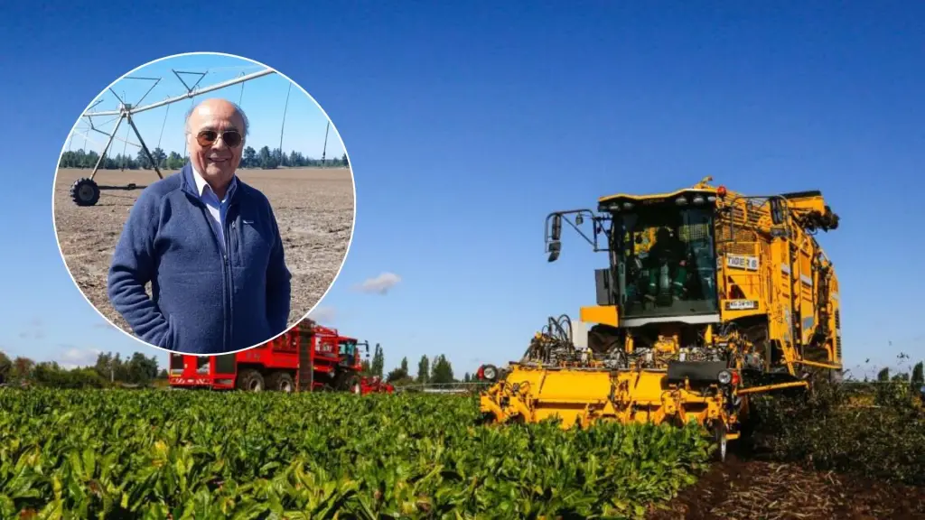 Agricultor de Los Ángeles rompe récord mundial en producción de achicoria, La Tribuna