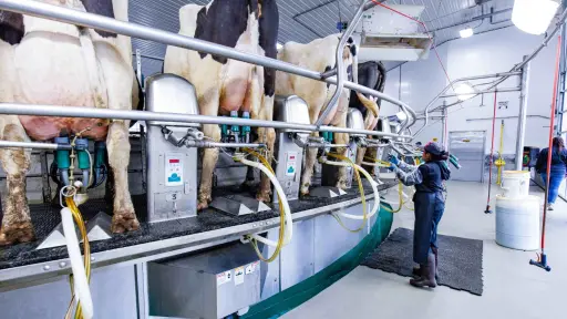 Consorcio Lechero y Ministerio de Agricultura proyectan una industria más sostenible y modernización normativa