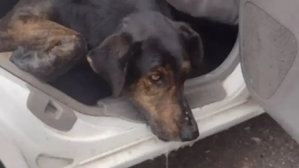 Vecinos denuncian envenenamiento de mascotas en villa de Huépil, Diario La Tribuna