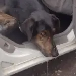 Vecinos denuncian envenenamiento de mascotas en villa de Huépil, Diario La Tribuna