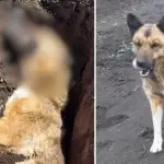 \'Había sido violada\': Denuncian brutal ataque sexual contra perrita comunitaria en Los Ángeles, Diario La Tribuna