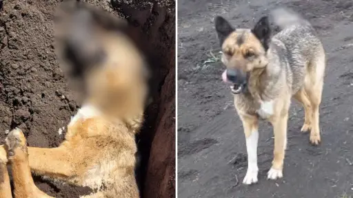 Había sido violada: Denuncian brutal ataque sexual contra perrita comunitaria en Los Ángeles