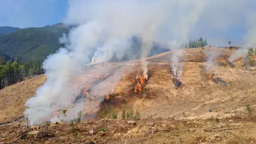 Región del Biobío: Conaf permite nuevamente el uso de fuego