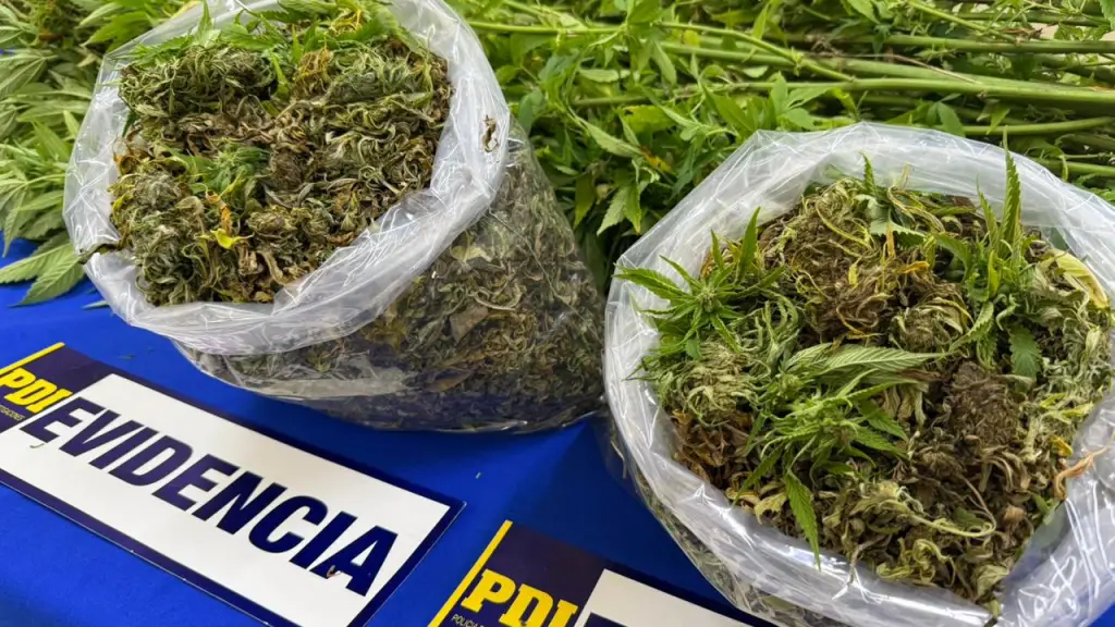 Droga incautada por detectives de la PDI de Pitrufquen, PDI Araucanía