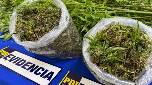 Más de 3 mil dosis de droga fueron sacadas de circulación tras operativo en Hualpín
