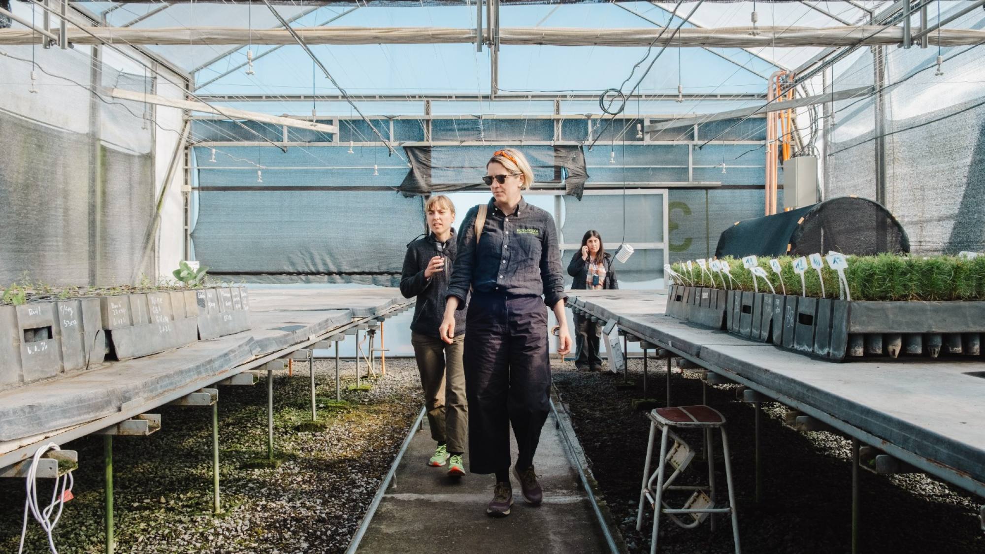 Investigadoras suecas visitan Chile para impulsar nueva etapa en la restauración del Toromiro, árbol extinto en Isla de Pascua