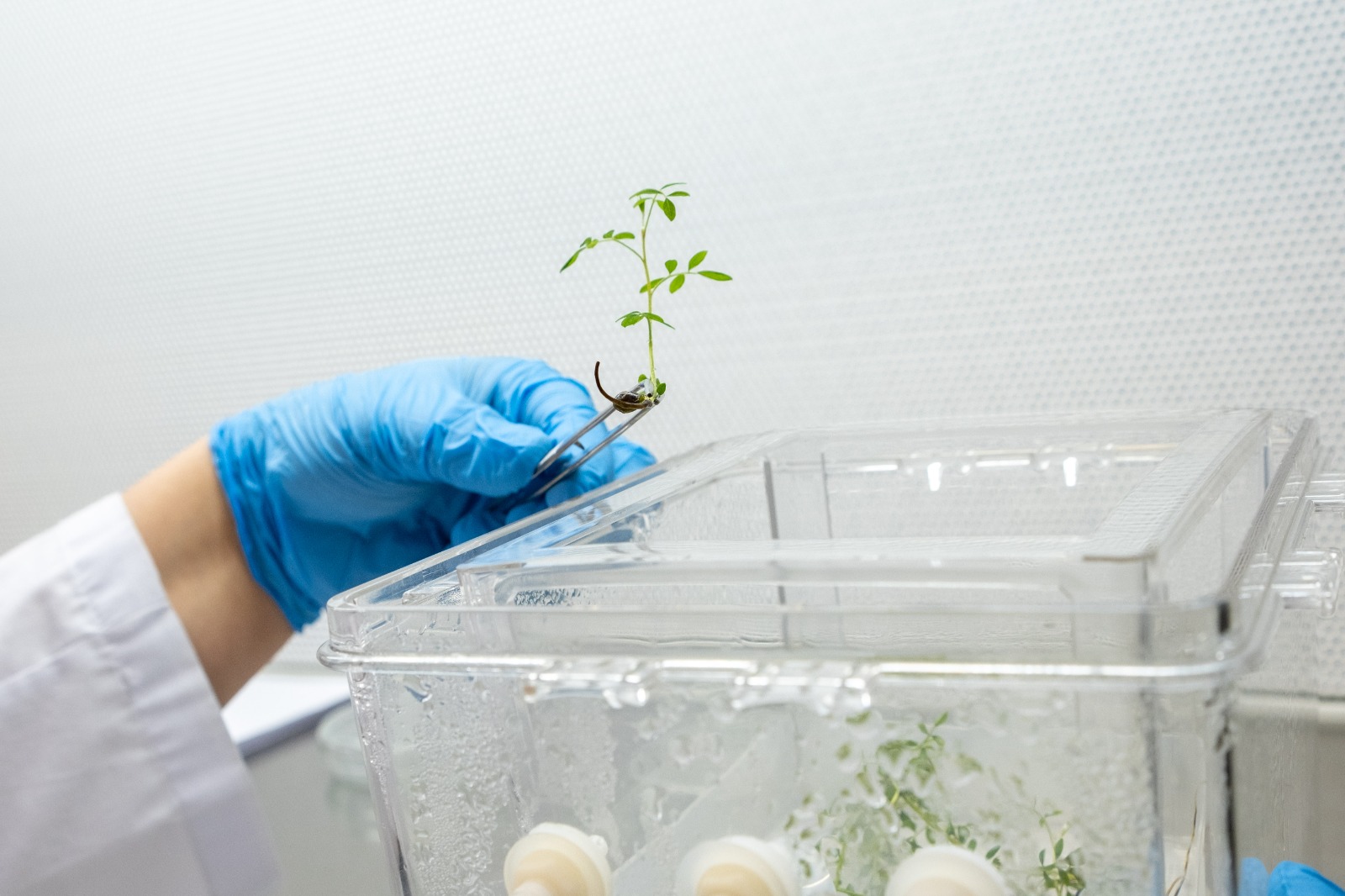 Propagacion in vitro del Torimiro / Diario La Tribuna