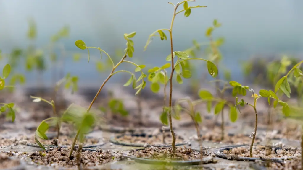 Resguardo de semillas y ejemplares / Diario La Tribuna