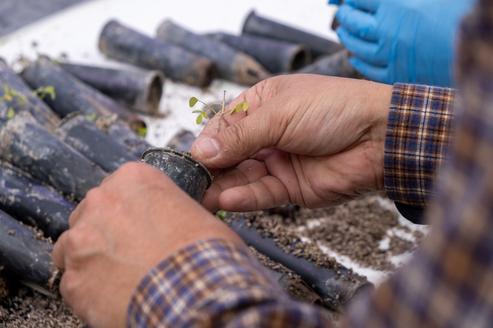 22 ejemplres de toromiro fueron trasladados a Europa / Diario La Tribuna