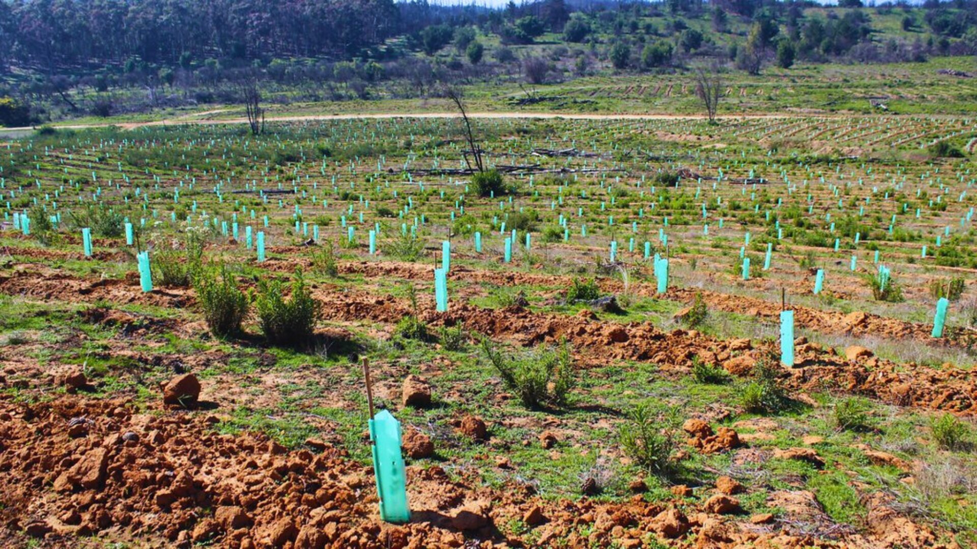 Foto de contexto. / CONAF