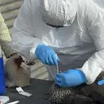 Para facilitar el seguimiento de la emergencia, el organismo ha dispuesto un visor en línea disponible en www.sag.cl que muestra brotes confirmados y predios bajo vigilancia en tiempo real.