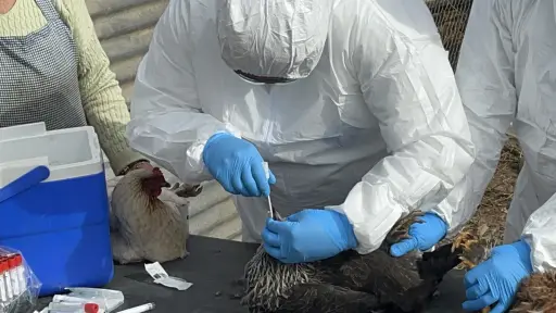Nuevo escenario sanitario en Biobío: gripe aviar obliga a reforzar control en aves y planteles