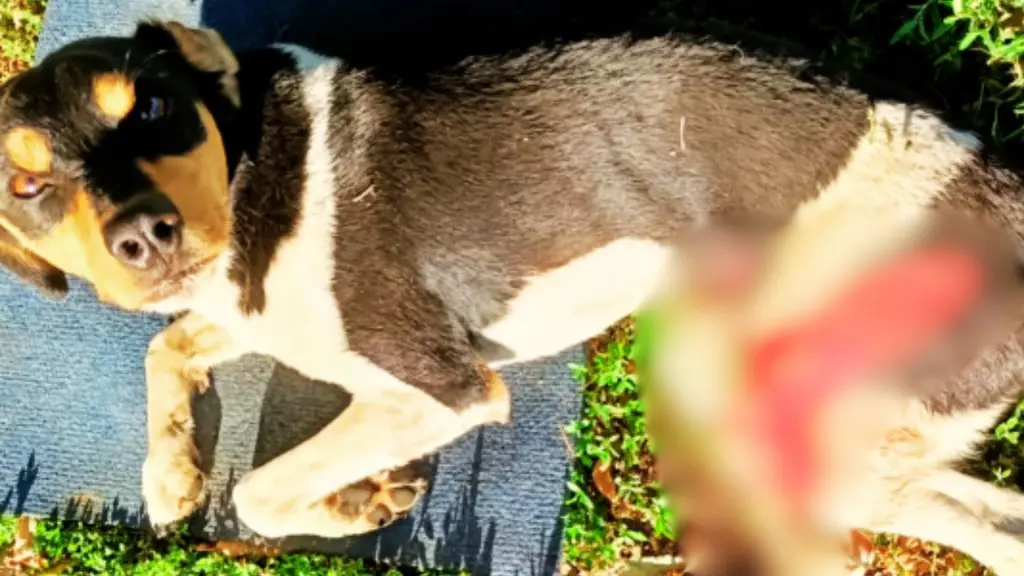 Perrito atropellado en Los Ángeles presenta múltiples fracturas y abre llamado a la comunidad, Patitas Los Ángeles