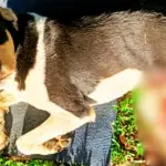 Perrito atropellado en Los Ángeles presenta múltiples fracturas y abre llamado a la comunidad, Patitas Los Ángeles