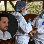 Influenza aviar en Biobío: productor angelino afirma que \'un solo contagio puede significar perderlo todo\', La Tribuna 