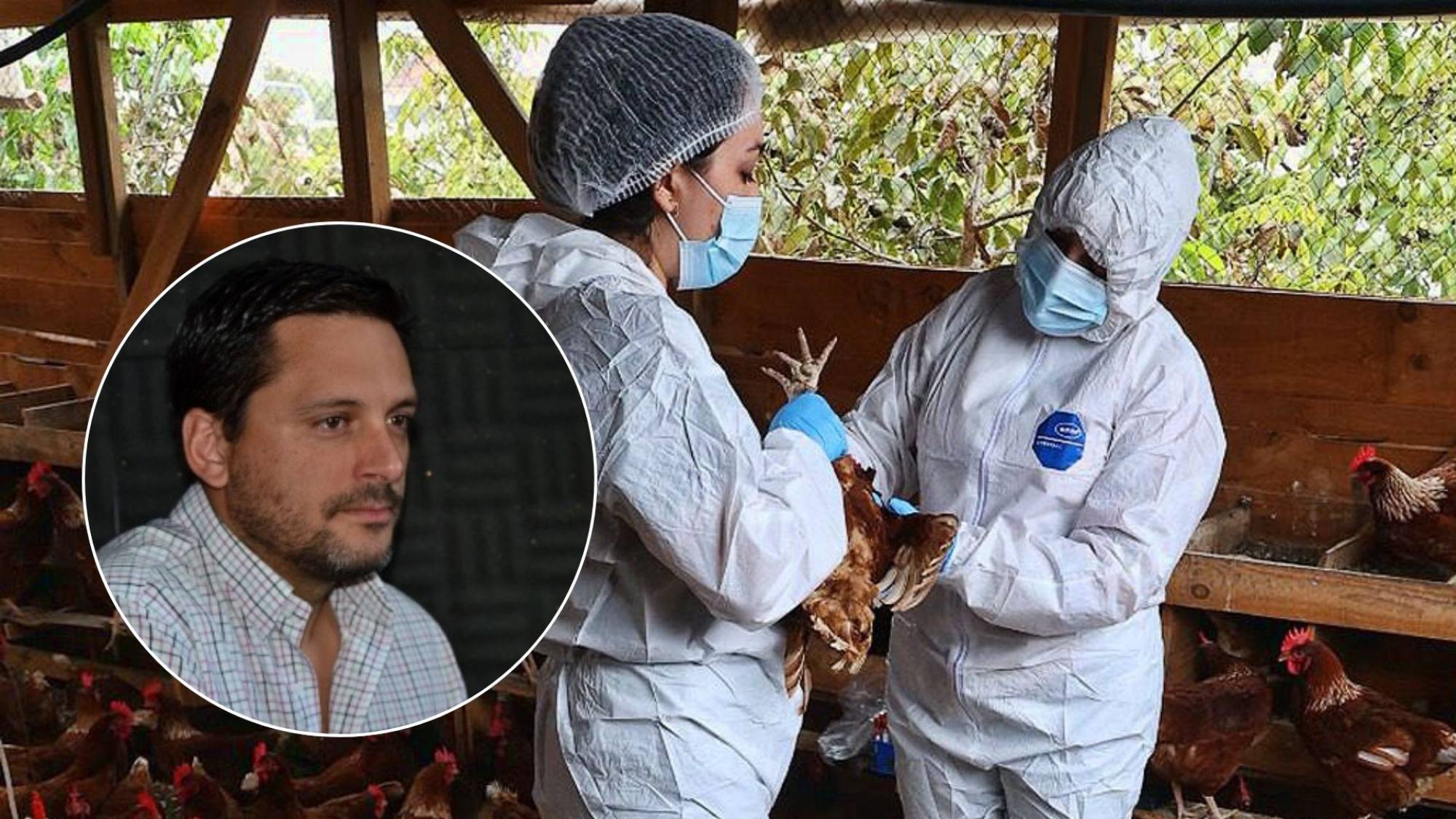 Influenza aviar en Biobío: productor angelino afirma que "un solo contagio puede significar perderlo todo"